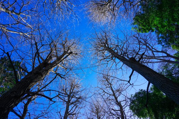 公园里的银杏树(Suginami-ku，东京)图片下载