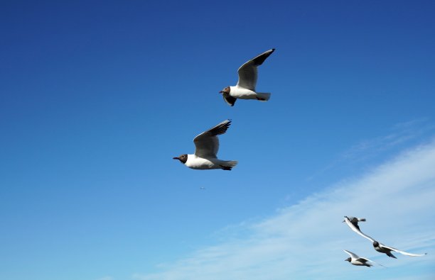 许多海鸥，黑头海鸥鸟，蓝天白云。海洋海洋漂亮的图片图片下载