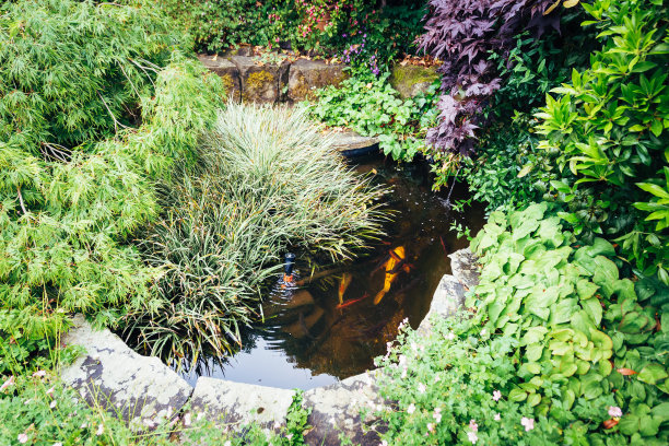 花园池塘里的鲤鱼图片下载