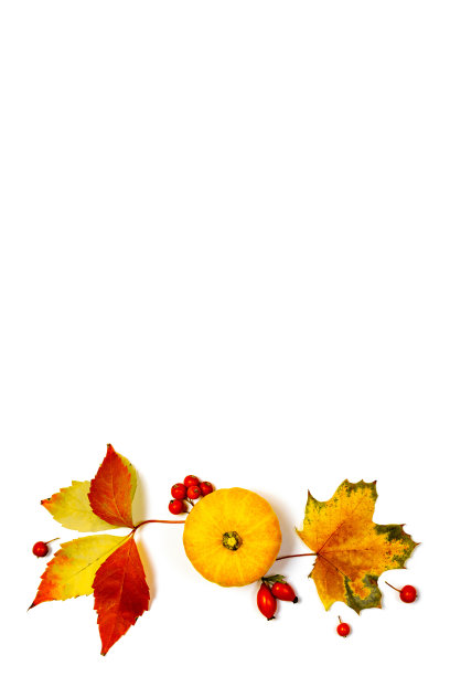 秋天叶子。天然食品，收获与橙色南瓜，秋天干叶，月桂浆果孤立在白色背景。感恩节或万圣节的概念。图片下载