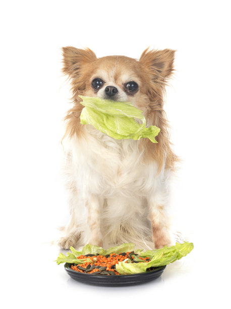 小吉娃娃图片下载