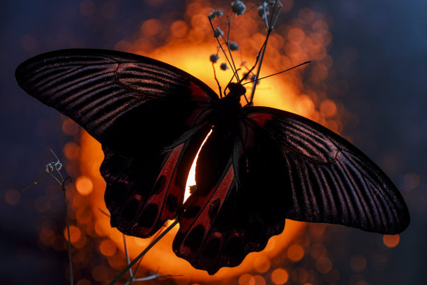 太阳圆盘背景上的一只热带蝴蝶的剪影。图片下载