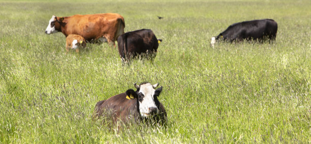 荷兰，在长草的草地上的黑鳕鱼牛图片下载