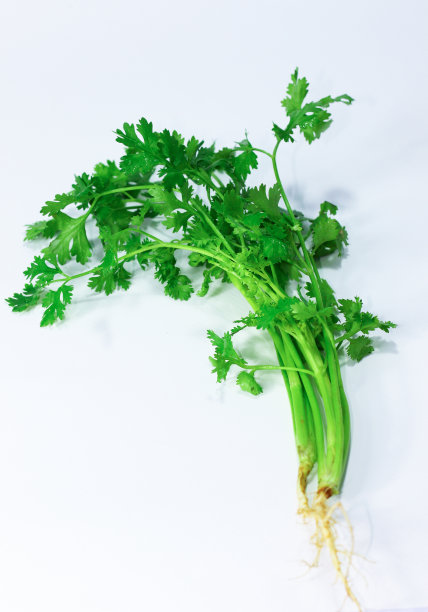 香菜在白色的背景和阴影上。图片下载