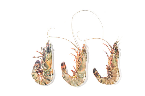 白色的生海鲜图片下载