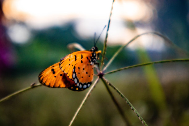 黑脉金斑蝶图片下载