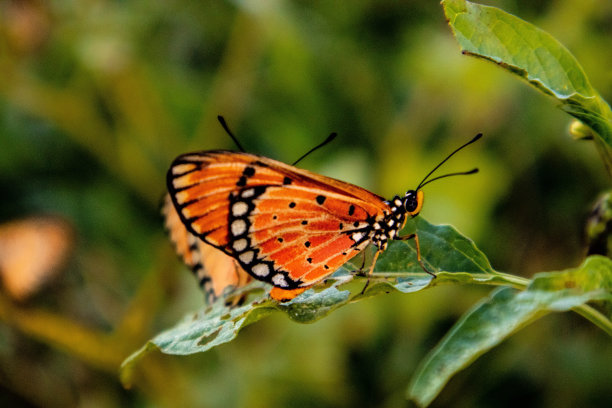 黑脉金斑蝶图片下载