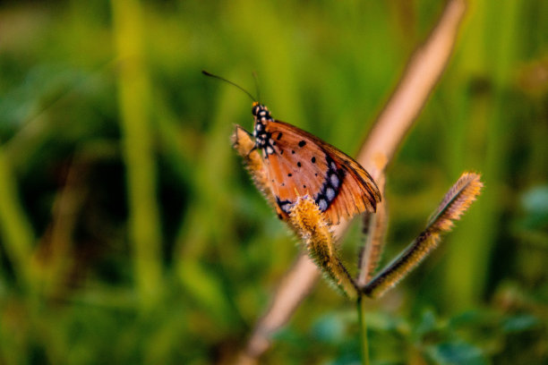 黑脉金斑蝶图片下载