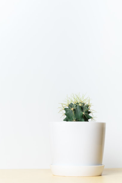 白色花盆里有长刺的绿色圆形仙人掌图片下载