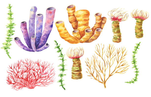 水彩珊瑚在白色的背景。水彩画水下插图。图片下载