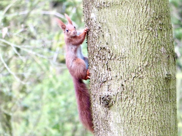 发现松鼠图片下载