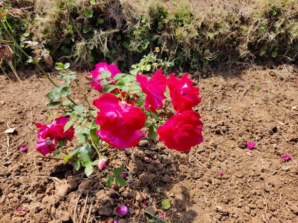 树叶上盛开着美丽的玫瑰图片下载