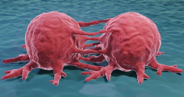 癌细胞的分裂图片下载