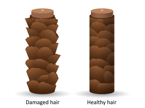受损和健康的头发在显微镜下呈棕色图片下载