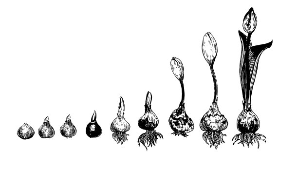 集春花郁金香枝墨素描图片下载