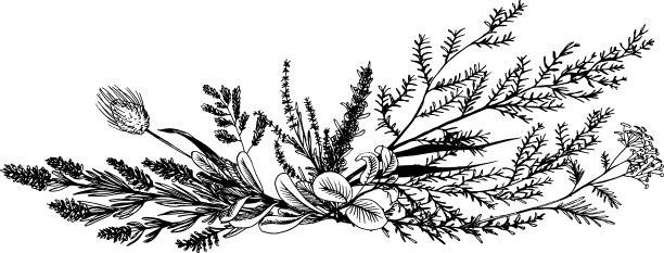 野生花草画黑线图片下载