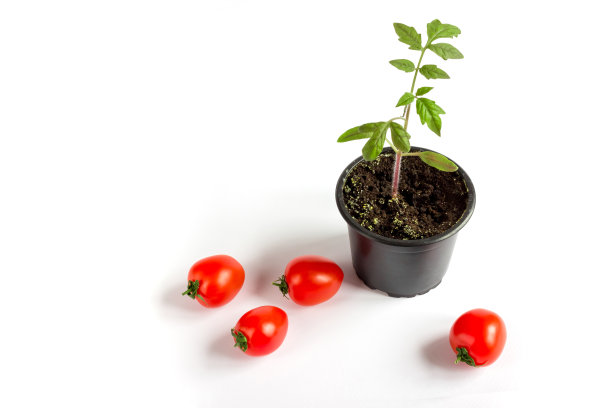 番茄苗在花盆和番茄水果在白色的背景。Copyspace。图片下载