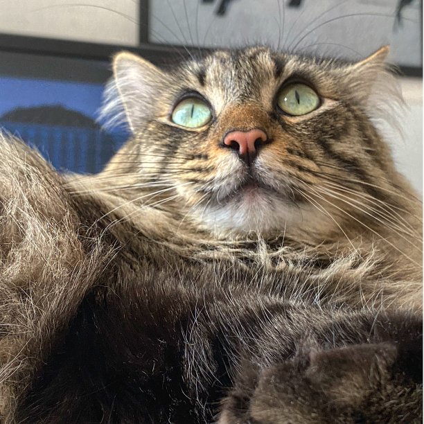 猫盯着图片下载