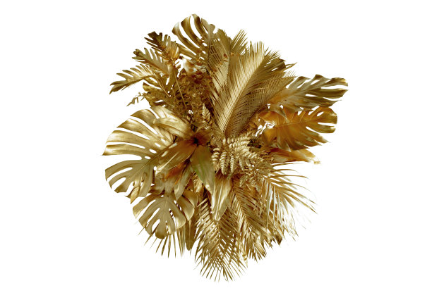 金叶热带植物灌木(Monstera，棕榈树，橡胶植物，松树，燕窝蕨)花卉布置室内花园自然背景孤立在白色背景泰国，修剪小路。图片下载