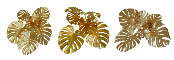 金色的Monstera热带植物的叶子灌木插花室内花园的自然背景孤立在白色背景泰国，修剪小路。图片下载