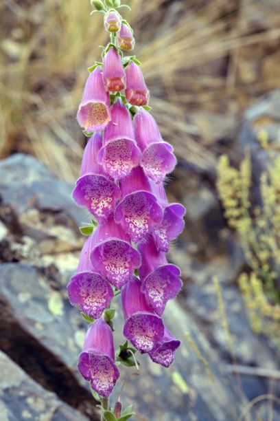 自然的花朵图片下载