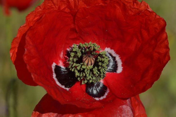 自然的花朵图片下载