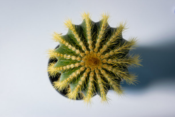 从上面看仙人掌图片下载