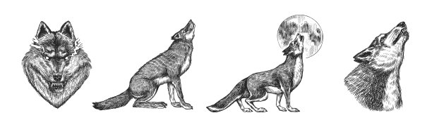 灰太狼放灰太狼，一只凶猛的食肉野兽图片下载