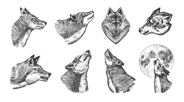 灰太狼放灰太狼，一只凶猛的食肉野兽图片下载