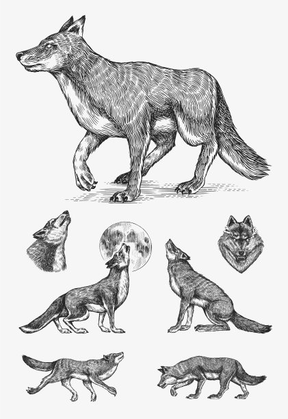 灰太狼放灰太狼，一只凶猛的食肉野兽图片下载