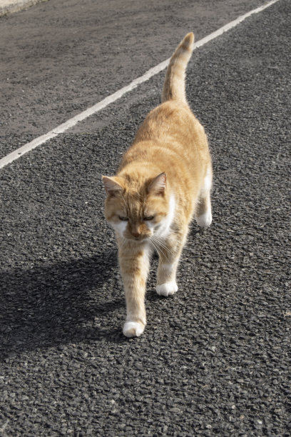街上的猫图片下载