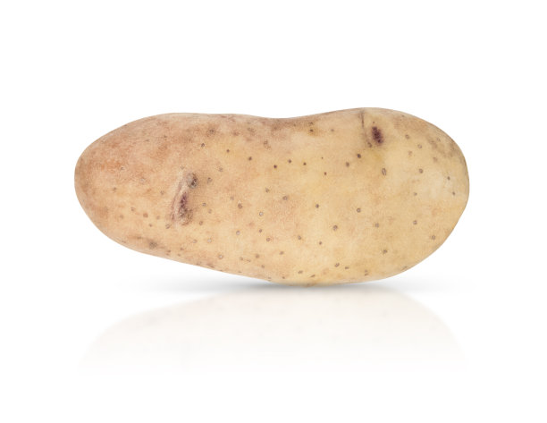 幼龄马铃薯孤立在白色背景上有阴影和反射。图片下载