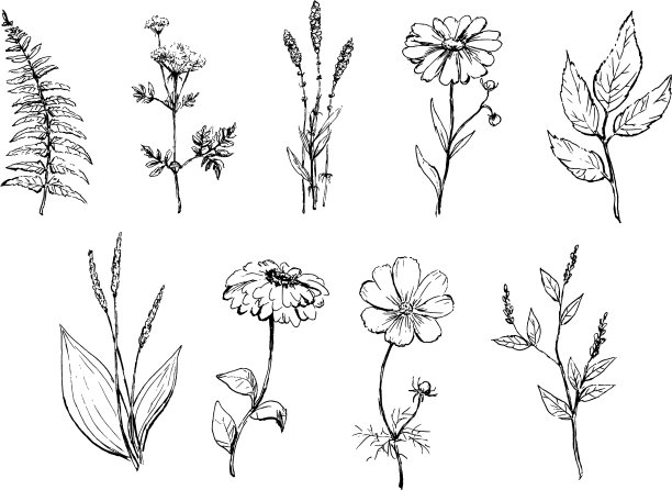 植物学设置的古董花黑色和白色图片下载