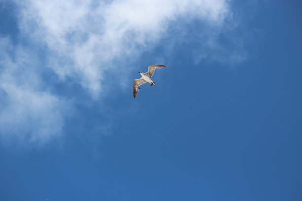 海鸥立交桥图片下载