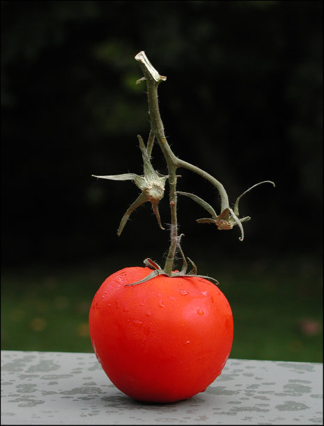 新鲜番茄种植图片下载