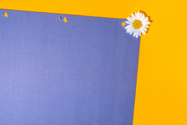明亮的背景与洋甘菊。黄蓝背景上的黛西。平躺图片下载