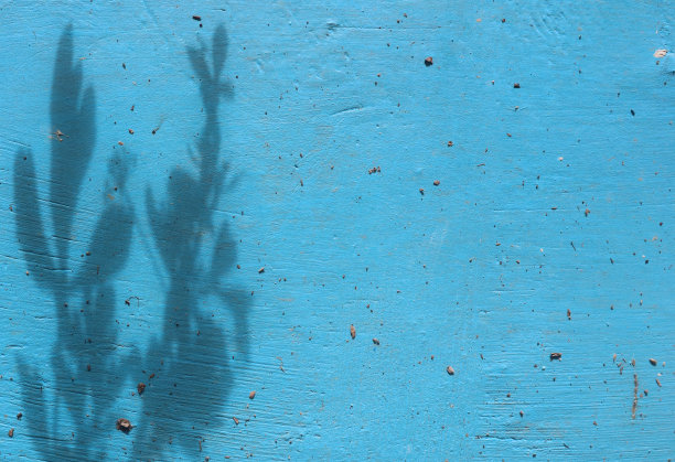 墙上树叶的剪影是蓝色的，是产品背景的完美照片图片下载