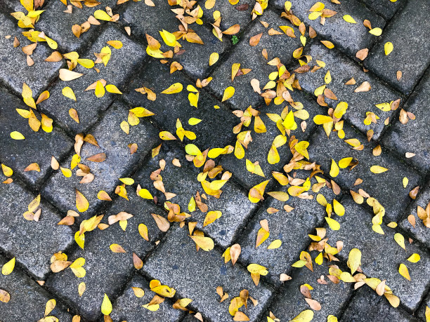 黄叶散落在砖地上图片下载