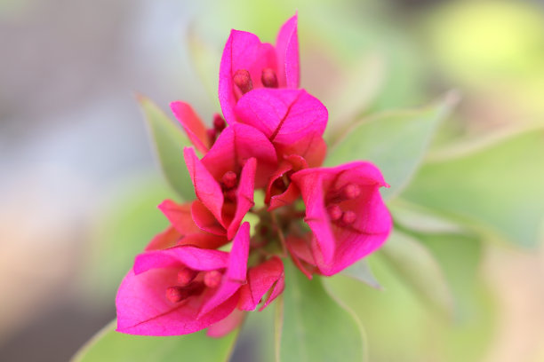 叶子花属花图片下载