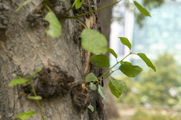 嫩芽从一棵老树上长出来的嫩芽图片下载