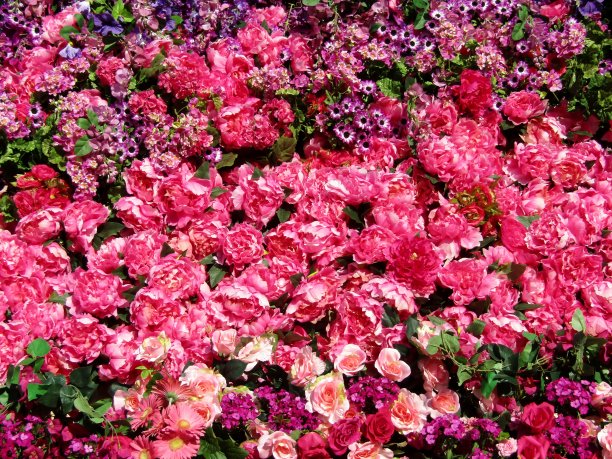 美丽多彩的花朵背景图片下载