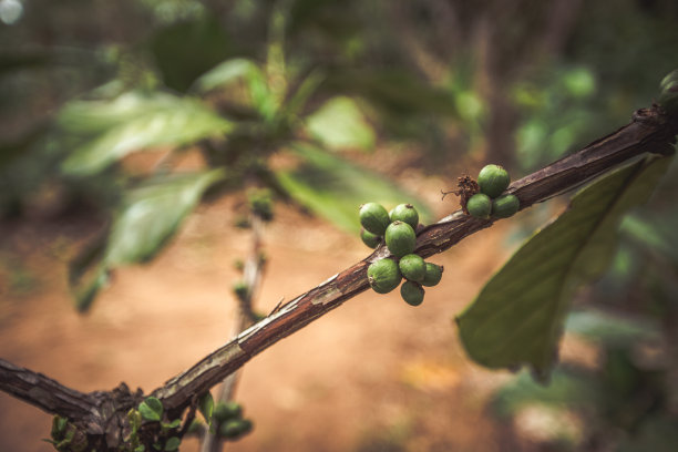 咖啡浆果生长在树枝上的特写照片图片下载