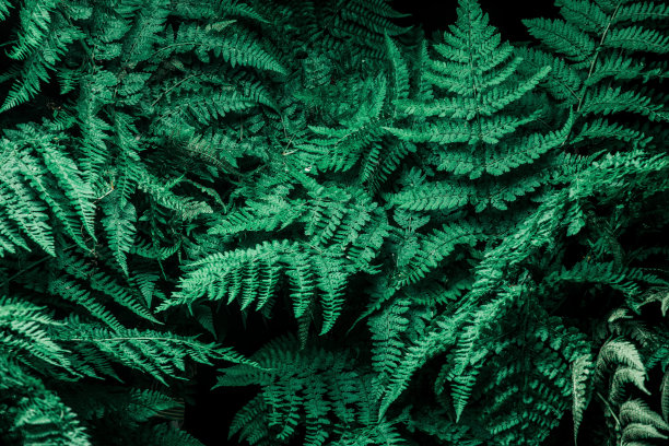 背景图片:一种色彩丰富的天然蕨类植物图片下载