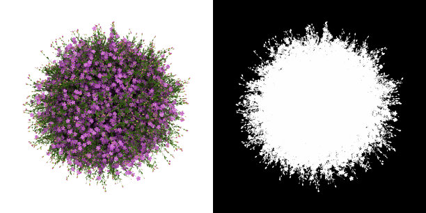 3D渲染盆景吉普赛壁画孤立在白色背景阿尔法通道图片下载