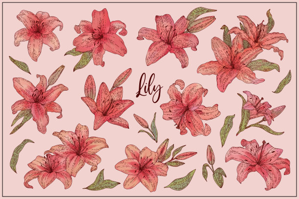 粉红色的百合花集合。矢量涂鸦手绘素描风格的插图收集孤立。植物插图包装，菜单卡，海报，印刷品。图片下载