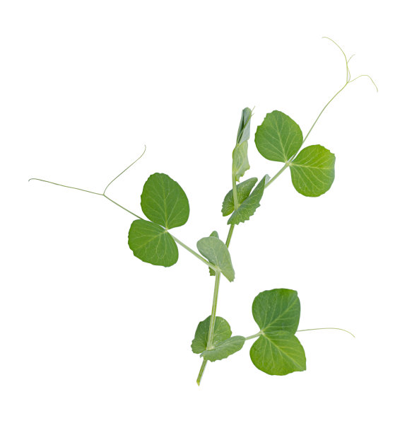 孤立在白色背景上的豌豆叶。剪切路径图片下载