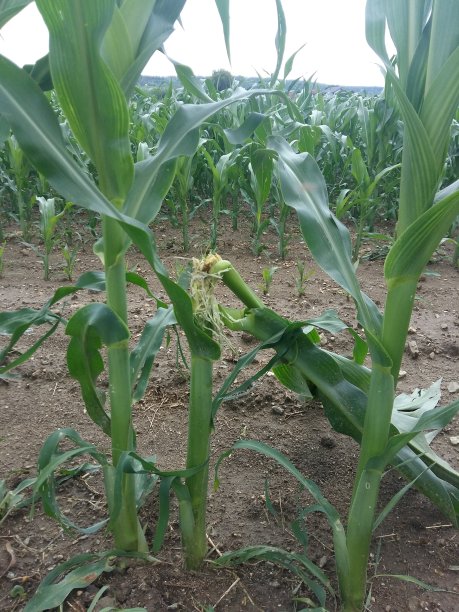 田间玉米受冰雹损害图片下载