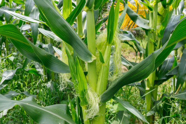 绿色玉米田图片下载