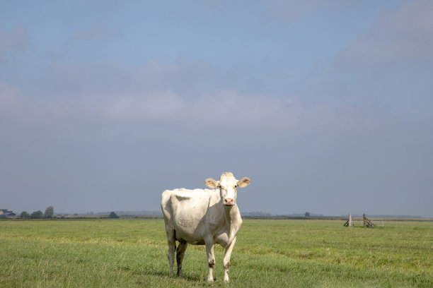 白牛在田野里，站在牧场的中央，充分聚焦在镜头前，看着夕阳下的天空图片下载