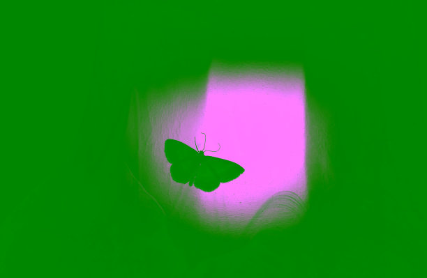 夜蝴蝶在一个布与背光近距离图片下载